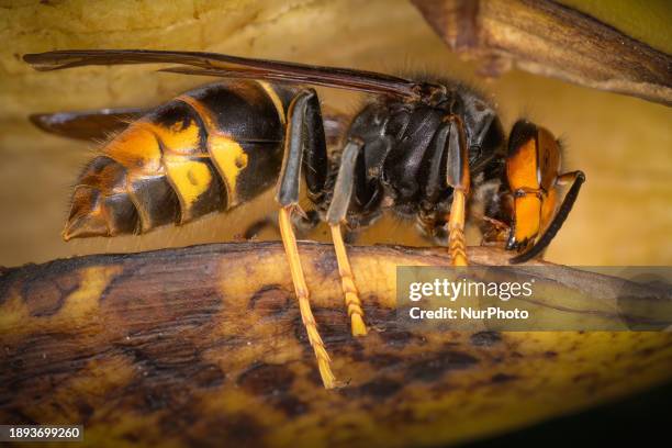 An Asian Giant Hornet from Japan, also known as a murder hornet, is on display. Asian hornets in Europe are significant predators of bees, currently...