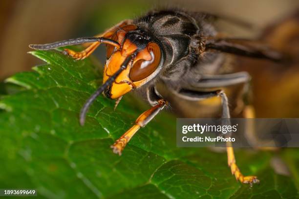 An Asian Giant Hornet from Japan, also known as a murder hornet, is on display. Asian hornets in Europe are significant predators of bees, currently...