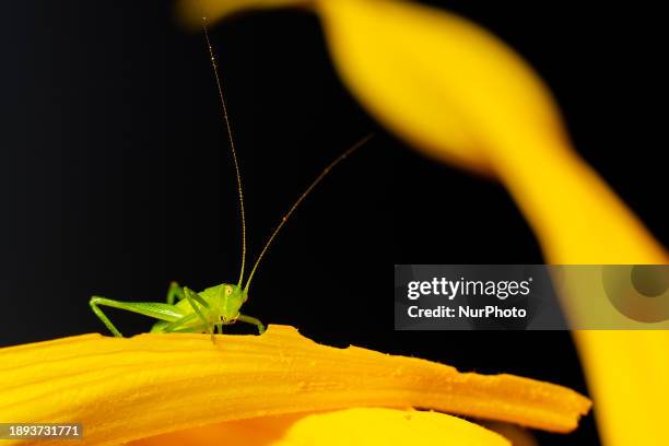 Bush cricket is eating a sunflower petal in a garden in Christchurch, New Zealand, on January 2, 2024. Bush crickets, also known as Katydids, are...