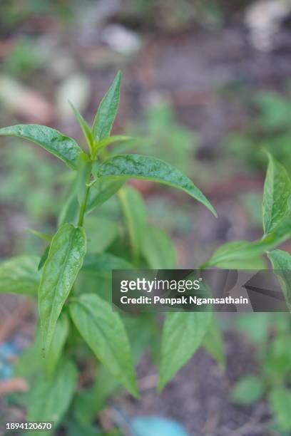 king of bitters scientific name andrographis paniculata burm, wall. ex nees, fah talai jhon, thai herbs relieve sore throat, reduce fever, heat up the cold green leaves vegetable nature protect coronavirus, covid-19 - cold sore stock pictures, royalty-free photos & images