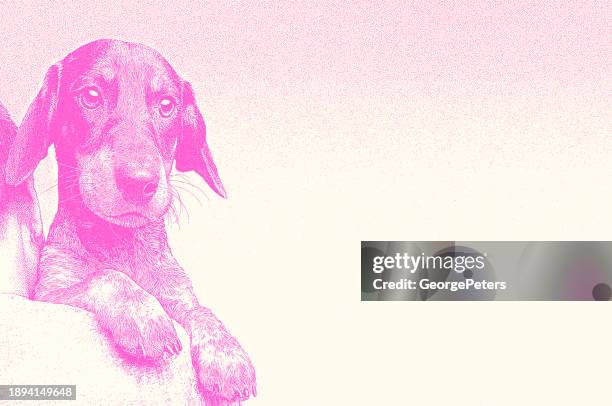 woman hugging dachshund dog - animal welfare stock illustrations