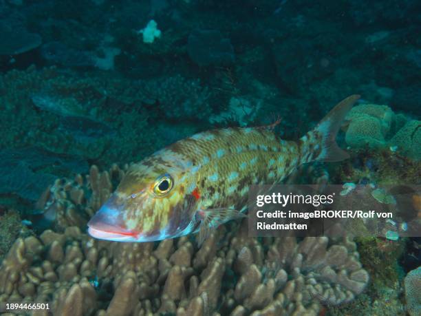 cheek patch snapper (lethrinus rubrioperculatus), dive site sodwana bay national park, maputaland marine reserve, kwazulu natal, south africa, africa - lethrinus stock pictures, royalty-free photos & images