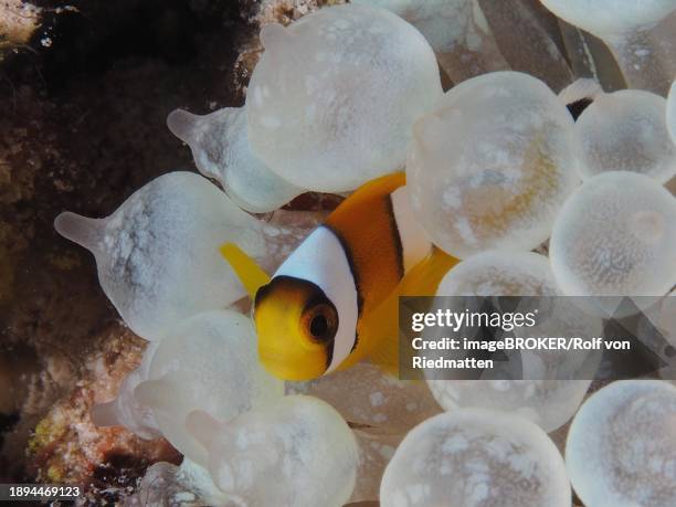 juvenile red sea clownfish (amphiprion bicinctus) in its bubble-tip anemone (entacmaea quadricolor), dive site house reef, mangrove bay, el quesir, red sea, egypt, africa - entacmaea stock pictures, royalty-free photos & images