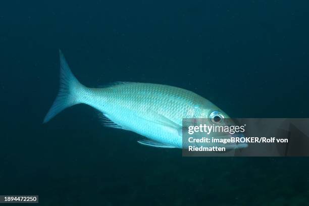 sharphead street sweeper (lethrinus microdon), aliwal shoal dive site, umkomaas, kwazulu natal, south africa, africa - lethrinus stock pictures, royalty-free photos & images