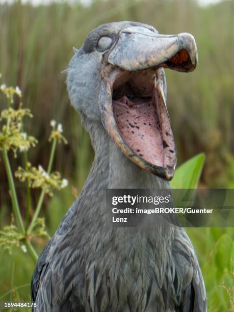 shoebill (balaeniceps rex), lake victoria, entebbe, uganda, africa - shoebilled stork ストックフォトと画像