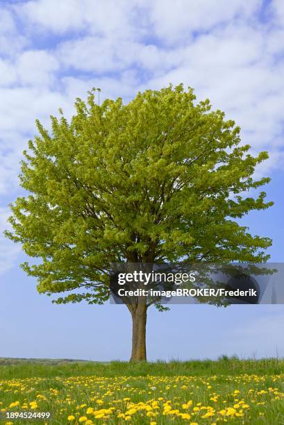 maple (acer), solitary tree in a meadow with flowering common dandelion (taraxacum sect. ruderalia), blue cloudy sky, north rhine-westphalia, germany, europe - flowering maple tree stock pictures, royalty-free photos & images