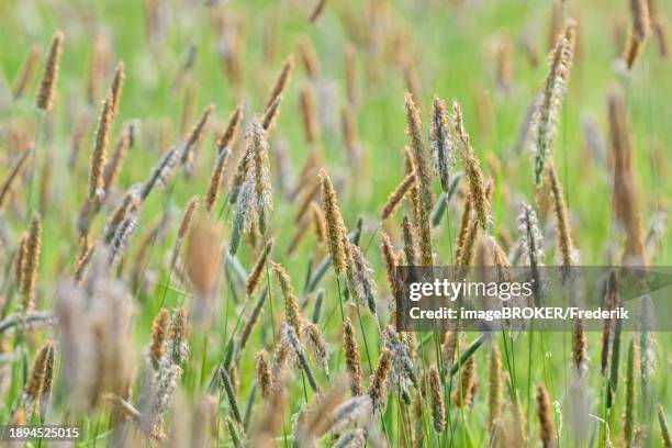 meadow foxtail (alopecurus pratensis), panicle with anthers, north rhine-westphalia, germany, europe - alopecurus stock pictures, royalty-free photos & images