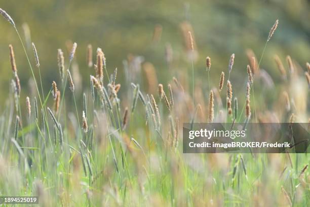 meadow foxtail (alopecurus pratensis), panicle with anthers, north rhine-westphalia, germany, europe - alopecurus stock pictures, royalty-free photos & images