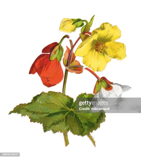 old chromolithograph illustration of botany, tuberous begonias (begonia × tuberhybrida voss, tuberhybrida group or the tuberosa group) a group of begonia cultivars - begoniaceae stock pictures, royalty-free photos & images