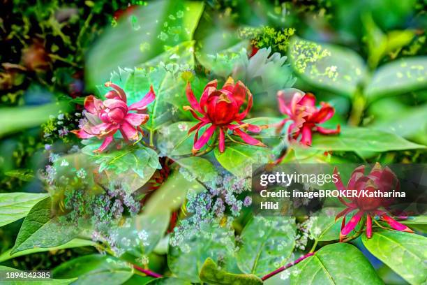 real spice bush (calycanthus floridus), oil painting, red flowers creative, different plants mixed, artistic shot, alienated flowers, plants, impressionistic art style, soft, glazing, alienation, shrub, green leaves, filigree, fresh green, warm red - hitzefrei stock-grafiken, -clipart, -cartoons und -symbole