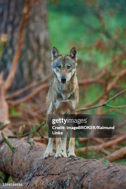 european gray wolf (canis lupus), standing on a tree trunk in the forest, summer, germany, europe - canis lupus lupus stock pictures, royalty-free photos & images