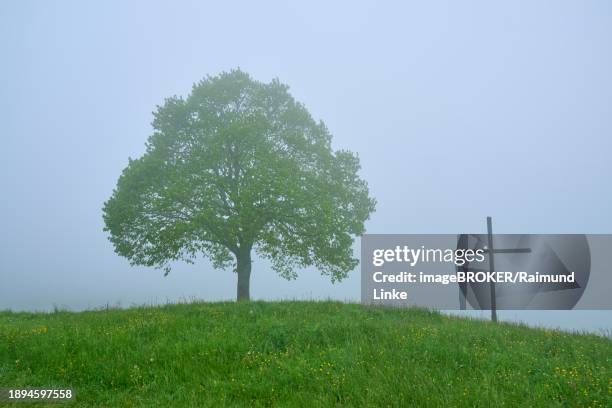 a lonely tree and cross on a misty hill, surrounded by greenery and silence, spring, menzingen, prealps, zug, canton zug, switzerland, europe - menzingen stock pictures, royalty-free photos & images