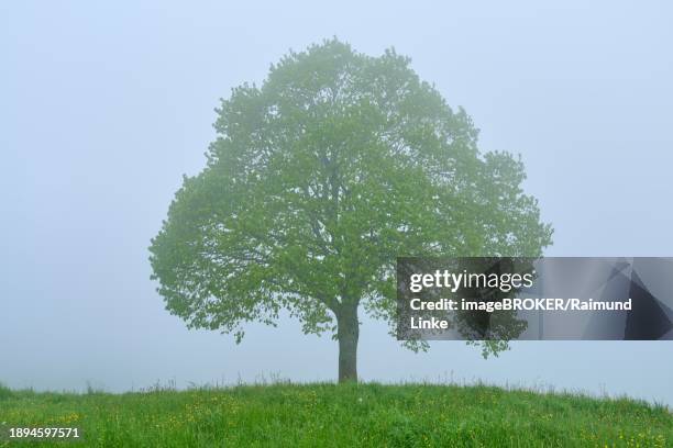 a single tree stands in the fog on a green meadow and conveys a calm atmosphere, spring, menzingen, prealps, zug, canton zug, switzerland, europe - menzingen stock pictures, royalty-free photos & images