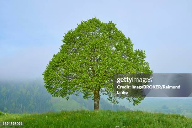 a lonely tree and cross on a hill, surrounded by greenery and silence, spring, menzingen, prealps, zug, canton zug, switzerland, europe - menzingen stock pictures, royalty-free photos & images