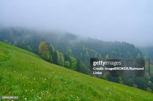 a foggy landscape with a green meadow on the mountainside and a forest in the background, spring, menzingen, prealps, zug, canton zug, switzerland, europe - menzingen stock pictures, royalty-free photos & images