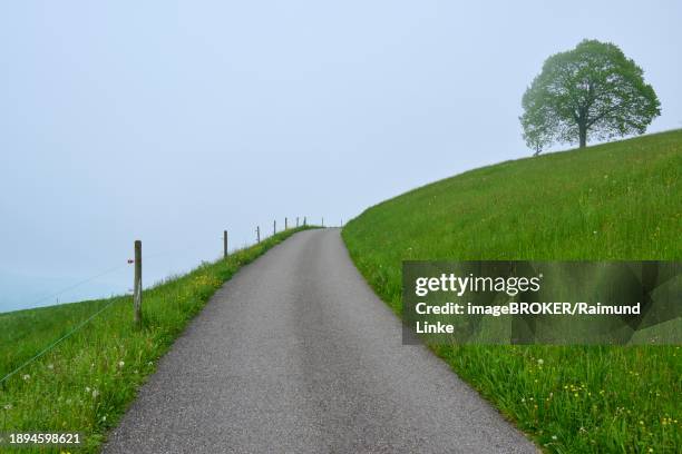 a lonely path leads through a misty green hilly landscape with lime trees, the atmosphere is quiet and mysterious, spring, menzingen, prealps, zug, canton zug, switzerland, europe - menzingen stock pictures, royalty-free photos & images