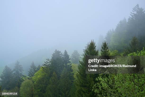 a misty forest with different shades of green conveys a quiet and peaceful atmosphere, spring, menzingen, prealps, zug, canton zug, switzerland, europe - menzingen stock pictures, royalty-free photos & images