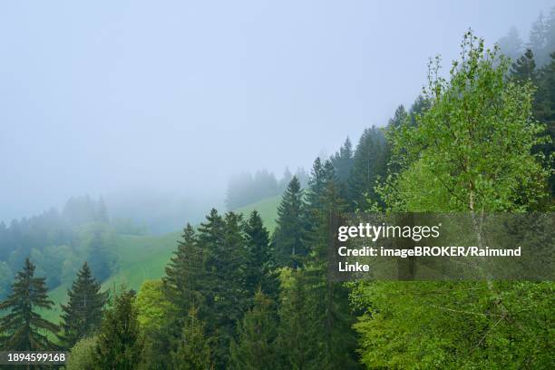 a misty hilly landscape with green trees and a peaceful atmosphere, spring, menzingen, pre-alps, zug, canton zug, switzerland, europe - menzingen stock pictures, royalty-free photos & images