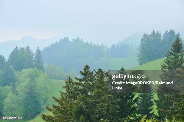 a misty hilly landscape with green trees and a peaceful atmosphere, spring, menzingen, pre-alps, zug, canton zug, switzerland, europe - menzingen stock pictures, royalty-free photos & images