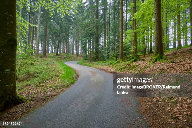 a winding road meanders through a quiet, green forest, spring, menzingen, pre-alps, zug, canton zug, switzerland, europe - menzingen stock pictures, royalty-free photos & images