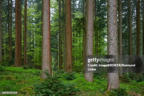 dense fir forest with moss-covered ground and natural light, radiating a peaceful atmosphere, spring, menzingen, prealps, zug, canton zug, switzerland, europe - menzingen stock pictures, royalty-free photos & images
