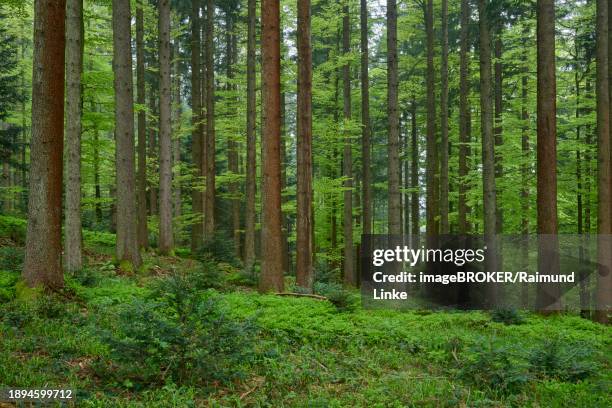 dense fir forest with moss-covered ground and natural light, radiating a peaceful atmosphere, spring, menzingen, prealps, zug, canton zug, switzerland, europe - menzingen stock pictures, royalty-free photos & images