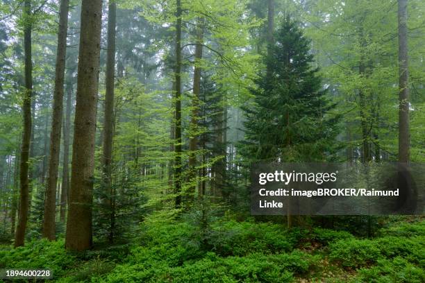 a misty forest full of green trees and plants creates a peaceful atmosphere, spring, menzingen, prealps, zug, canton zug, switzerland, europe - menzingen stock pictures, royalty-free photos & images