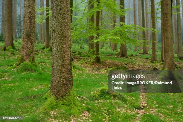 foggy fir forest with moss-covered ground and natural light, radiating a calm atmosphere, spring, menzingen, prealps, zug, canton zug, switzerland, europe - menzingen stock pictures, royalty-free photos & images