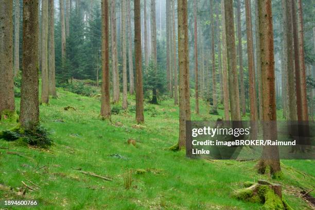 foggy fir forest with moss-covered ground and natural light, radiating a calm atmosphere, spring, menzingen, prealps, zug, canton zug, switzerland, europe - menzingen stock pictures, royalty-free photos & images