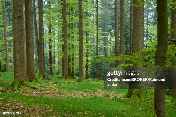 dense green forest with moss and deciduous trees, conveys a peaceful atmosphere, spring, menzingen, prealps, zug, canton zug, switzerland, europe - menzingen stock pictures, royalty-free photos & images