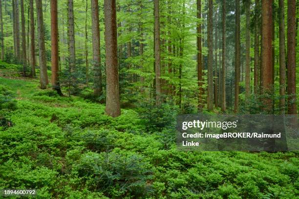 dense forest with tall trees and a carpet of green blueberry plants on the forest floor, spring, menzingen, prealps, zug, canton zug, switzerland, europe - menzingen stock pictures, royalty-free photos & images