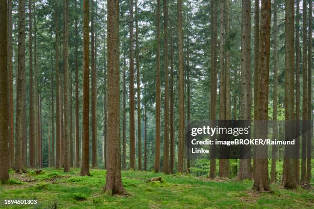 fir forest with moss-covered ground and natural light, radiating a peaceful atmosphere, spring, menzingen, prealps, zug, canton zug, switzerland, europe - menzingen stock pictures, royalty-free photos & images