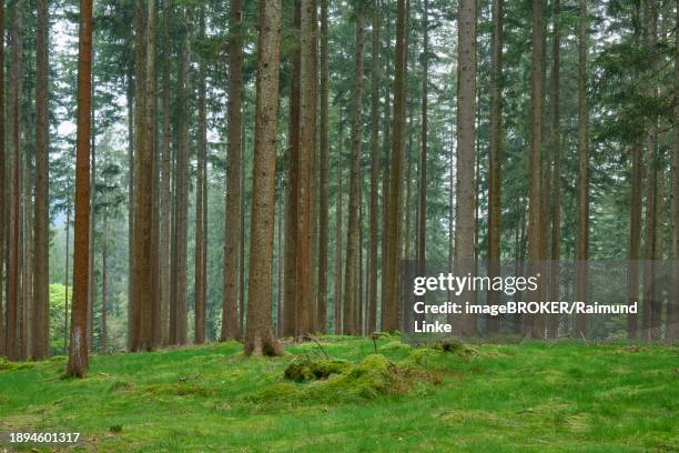 fir forest with moss-covered ground and natural light, radiating a peaceful atmosphere, spring, menzingen, prealps, zug, canton zug, switzerland, europe - menzingen stock pictures, royalty-free photos & images
