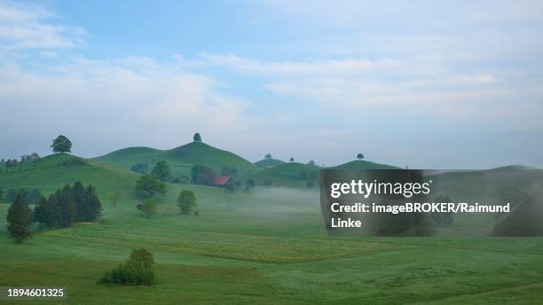 green moraine hills landscape with meadows and lime trees with morning fog and cloudy sky, menzingen, prealps, zug, canton zug, switzerland, europe - menzingen stock pictures, royalty-free photos & images