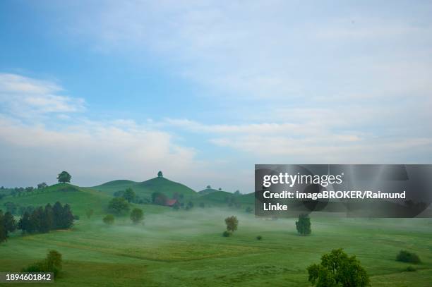 green moraine hills landscape with meadows and lime trees with morning fog and cloudy sky, menzingen, prealps, zug, canton zug, switzerland, europe - menzingen stock pictures, royalty-free photos & images