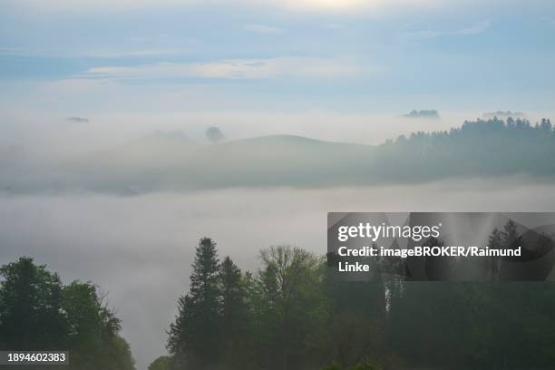 morning mist gently envelops the hilly landscape and trees in a tranquil atmosphere, menzingen, pre-alps, zug, canton zug, switzerland, europe - menzingen stock pictures, royalty-free photos & images