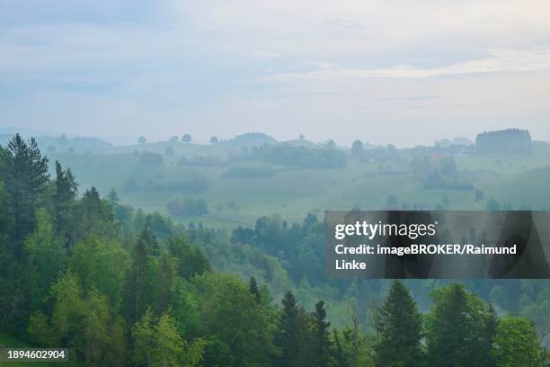 morning mist gently envelops the hilly landscape and trees in a tranquil atmosphere, menzingen, pre-alps, zug, canton zug, switzerland, europe - menzingen stock pictures, royalty-free photos & images
