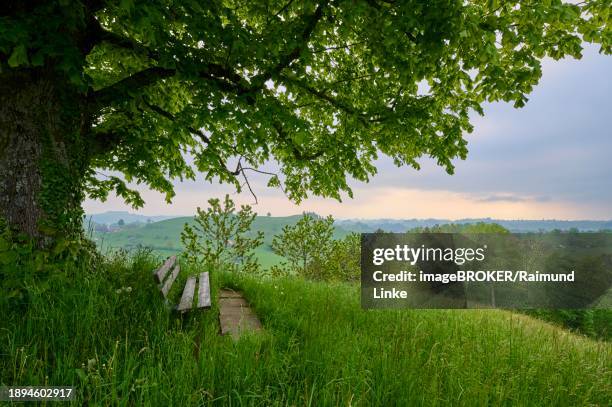 lime tree, tree, meadow, bench, sunrise, spring, menzingen, prealps, zug, canton zug, switzerland, europe - menzingen stock pictures, royalty-free photos & images