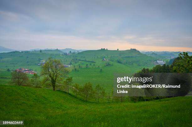 view of a quiet, green moraine hill landscape with trees and farms on a cloudy sunrise, spring, menzingen, prealps, zug, canton zug, switzerland, europe - menzingen stock pictures, royalty-free photos & images