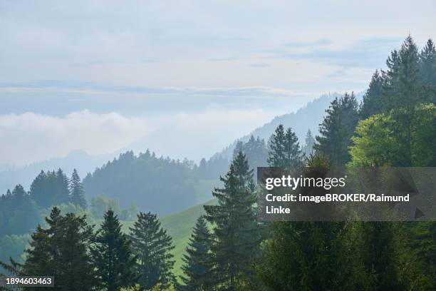 a mountainous landscape with lush green trees and wafts of mist in the background, spring, menzingen, prealps, zug, canton zug, switzerland, europe - menzingen stock pictures, royalty-free photos & images