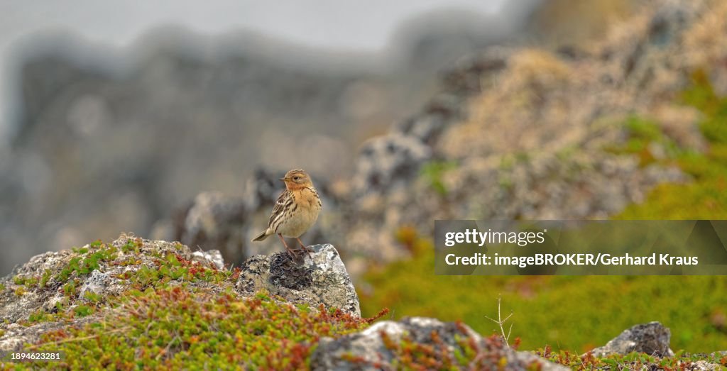 Red-throated pipit (Anthus cervinus) standing on a stone, magnificent plumage, view to the front, Varanger, northern Norway, Norway, Europe