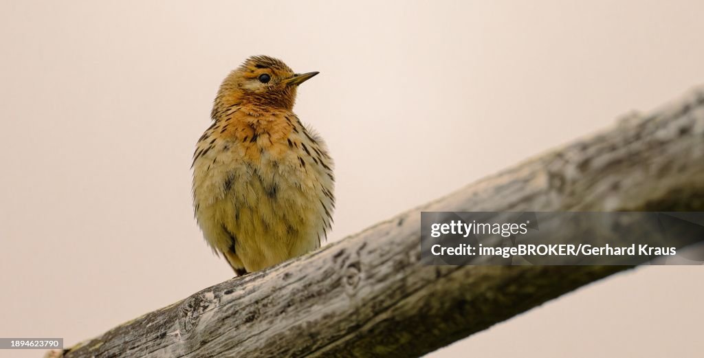 Red-throated pipit (Anthus cervinus) perched on a beam, in splendour, looking to the side, Varanger, northern Norway, Norway, Europe
