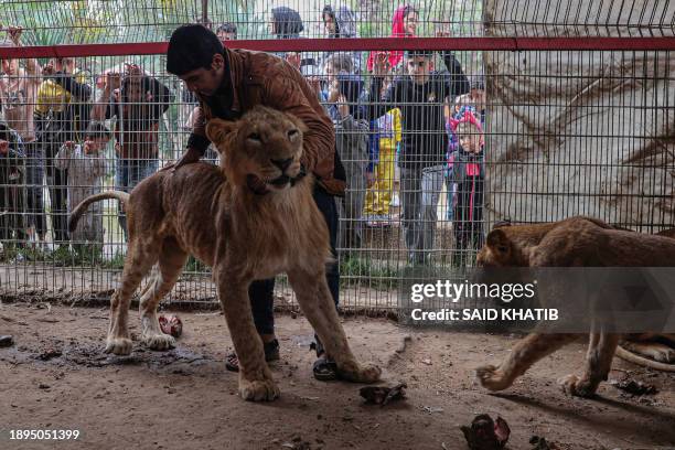 Lions are seen in their cage at the zoo in Rafah in the southern Gaza Strip, on January 2 where displaced Palestinians sought refuge amid the ongoing...