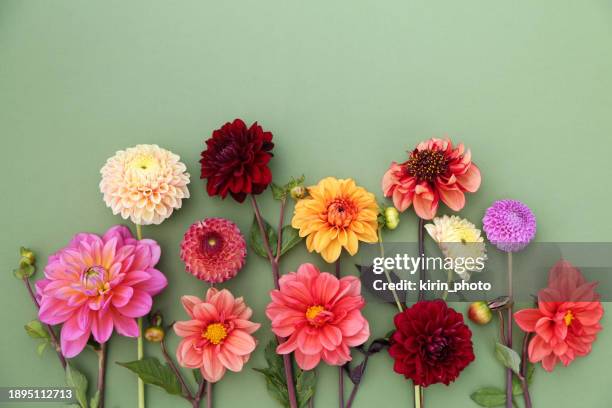 dahlien - flatlay flowers fotografías e imágenes de stock