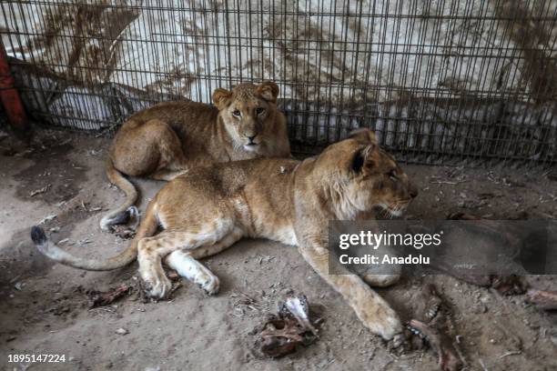 Lions, monkeys and parrots struggle to find food and medical treatment while they live under harsh conditions at the zoo due the Israeli attacks that...