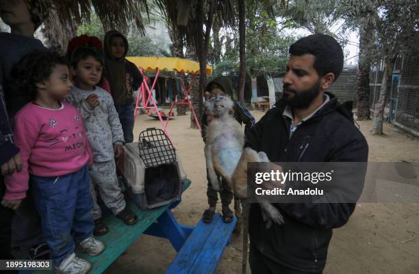 Lions, monkeys and parrots struggle to find food and medical treatment while they live under harsh conditions at the zoo due the Israeli attacks that...