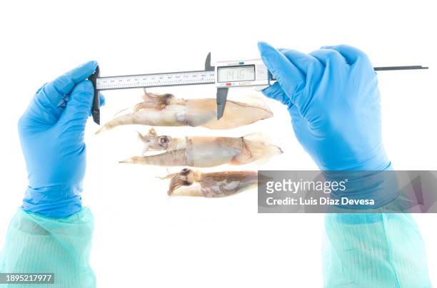 laboratory technicial measuring a squid and fish  using a calliper. - centimeter stock pictures, royalty-free photos & images