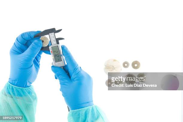 laboratory technicial measuring a sea urchin  using a calliper. - centimeter stock pictures, royalty-free photos & images