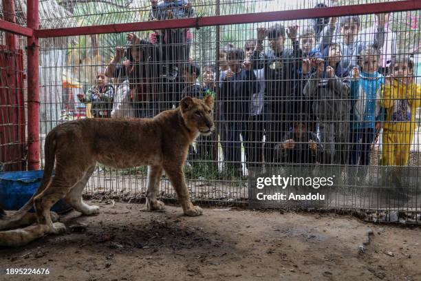 Lions, monkeys and parrots struggle to find food and medical treatment while they live under harsh conditions at the zoo due the Israeli attacks that...