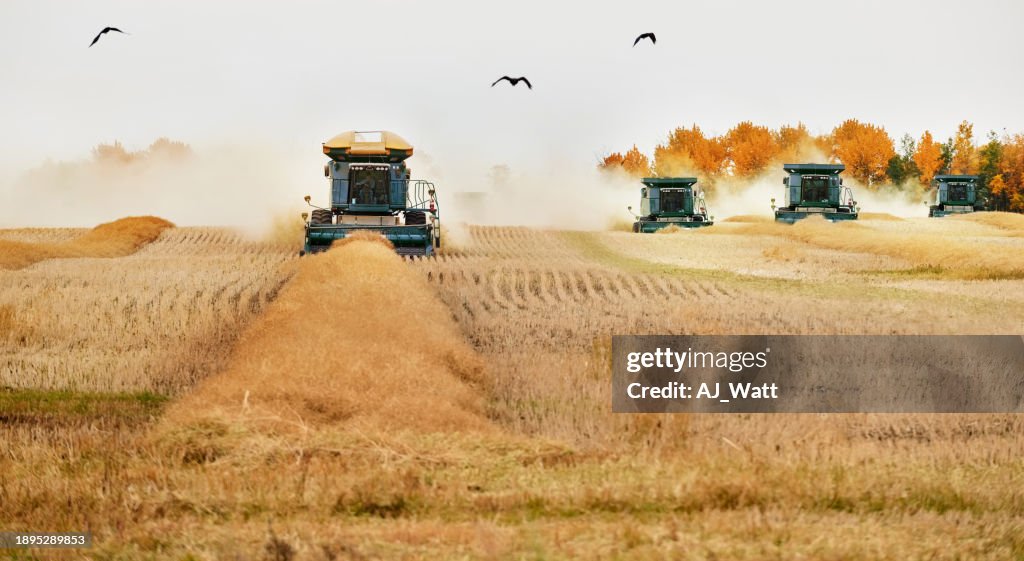 Combine harvester machines working on farm harvesting the crop